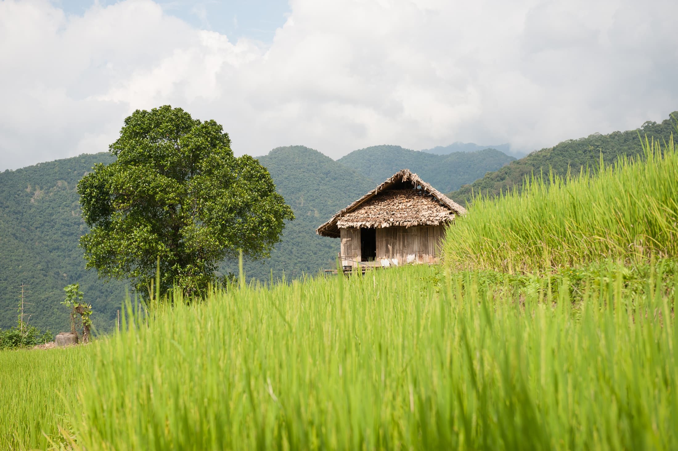 Bhutan landscape
